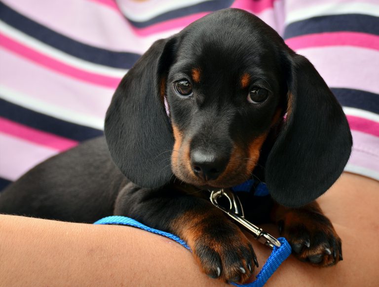 dachshund ga349c389a 1920 768x582