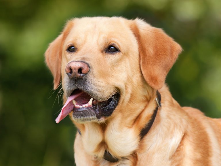 labrador retriever gcf80db05d 1920 768x576
