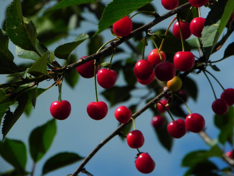 cherries 598170 1920 768x576