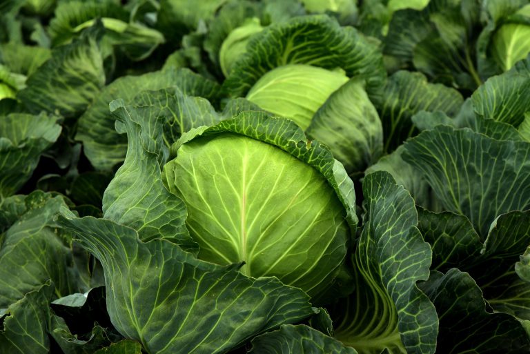 zcabbage 3722517 1920 768x513