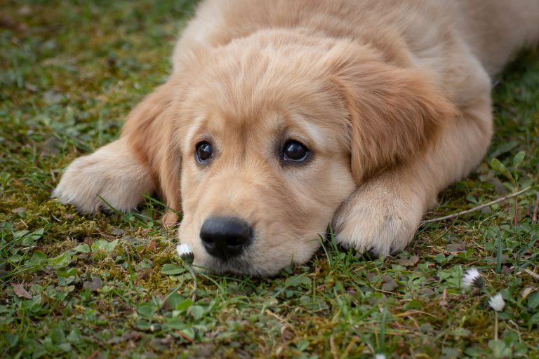 dog g8ec5bfc36 1920 768x512
