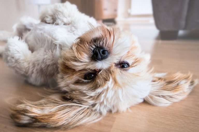 dog g9ee5c99c1 1920 768x512