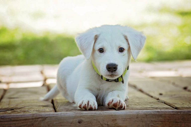 puppy g1a9ba5e64 1920 768x512