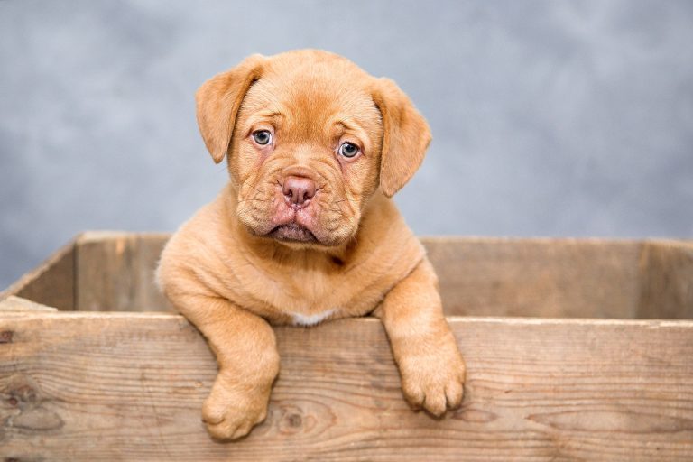 puppy g296bb1552 1920 768x512