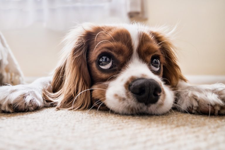 puppy gc295c3e69 1920 768x512